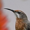 vogelnaam